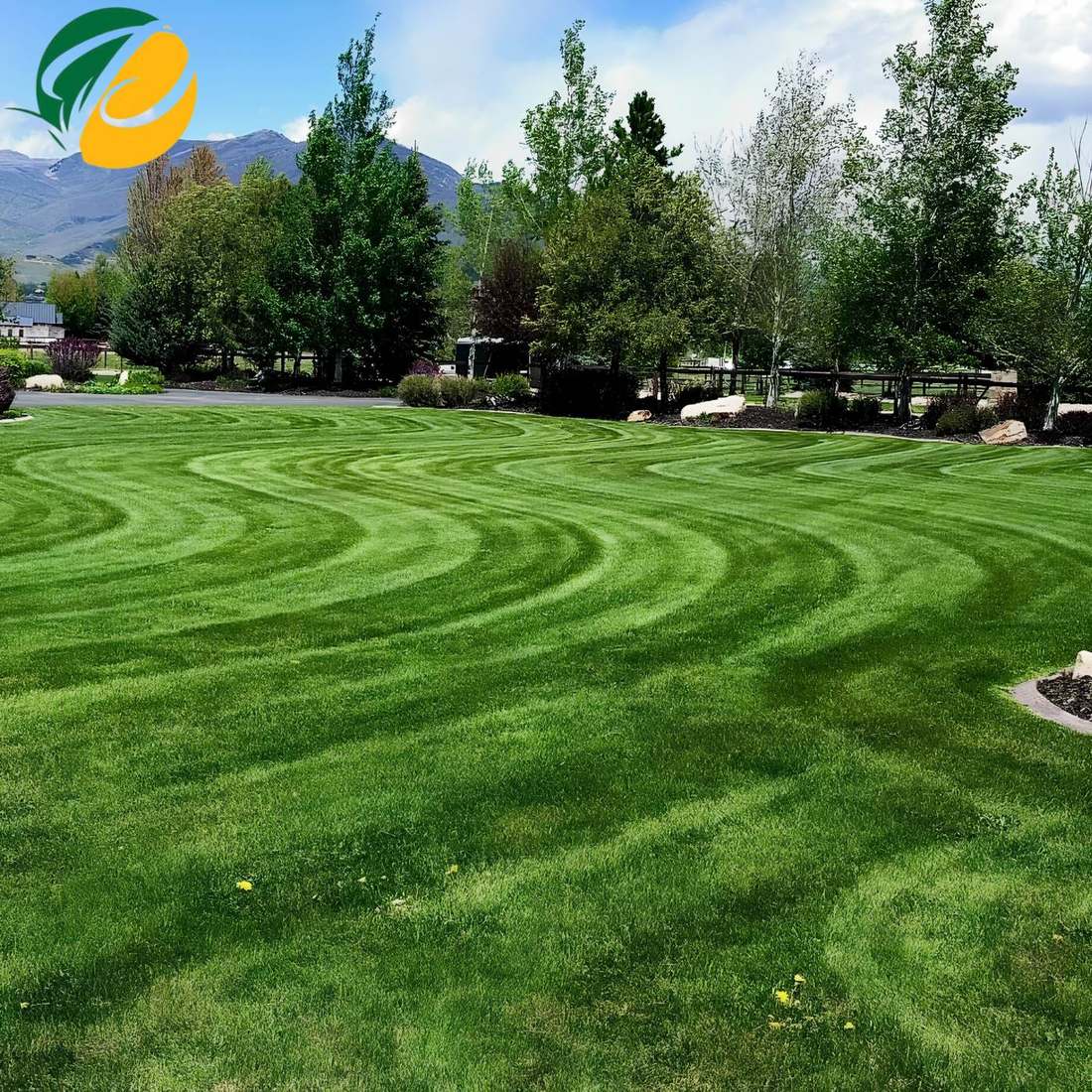 A striped lawn in the Heber Valley with the Wasatch mountains behind it